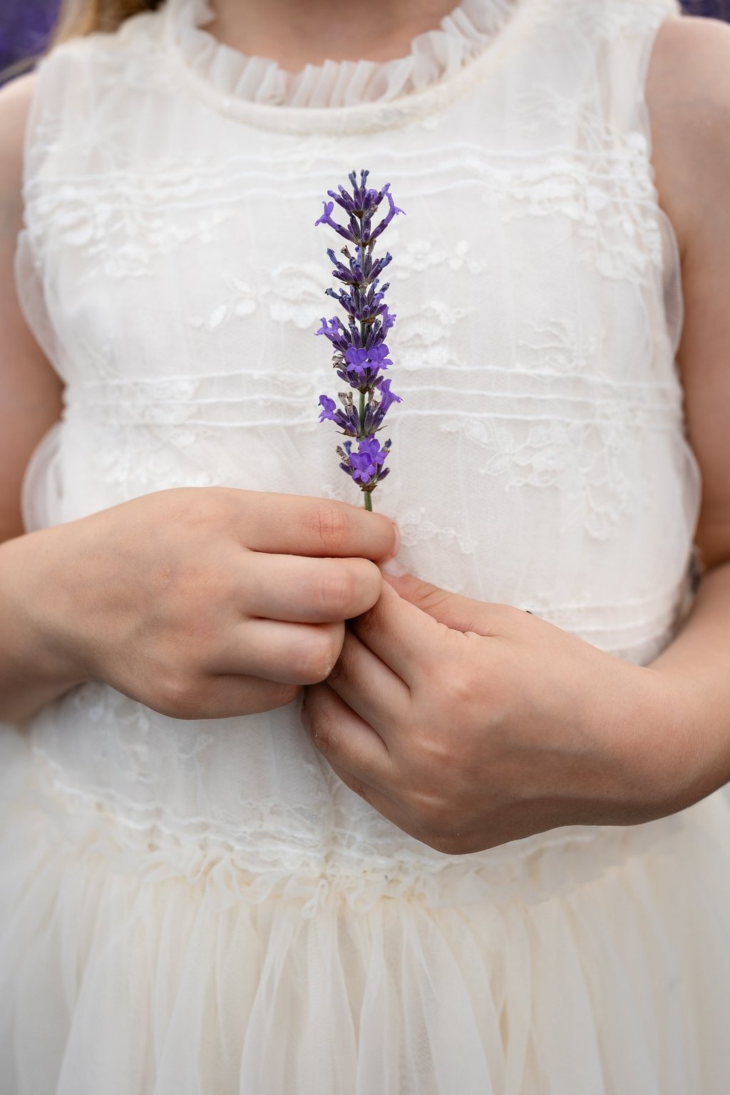 a little girl in a white dress and holding a stem of lavender
