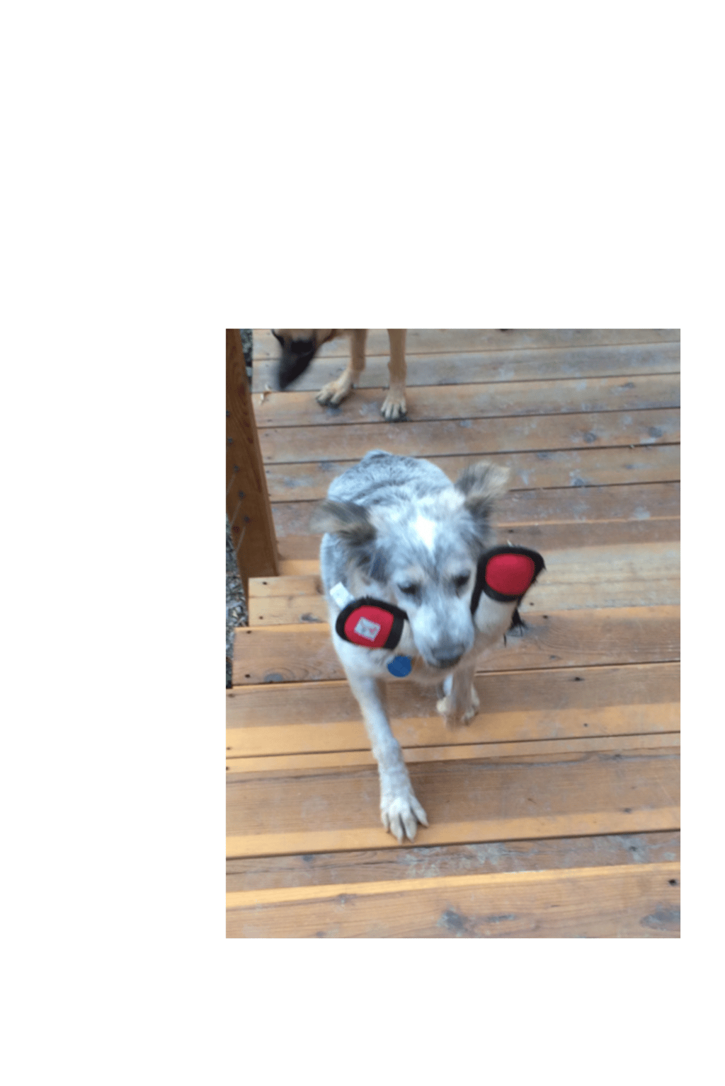 Bailey's behavior modificaiton journey, toys are fun