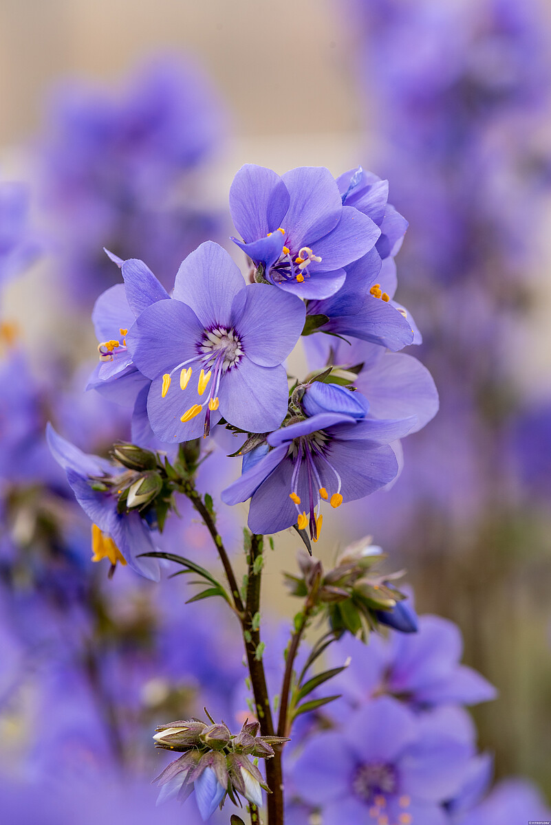 Palemonai žydintys mėlynai