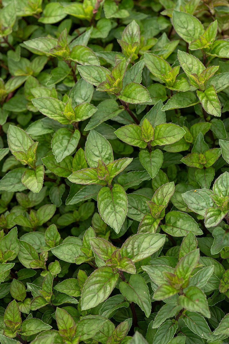 Šokoladinė pipirmėtė