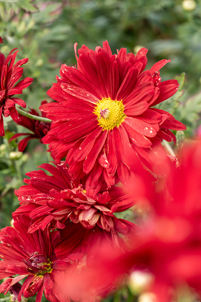 Daugiametės chrizantemos raudonos