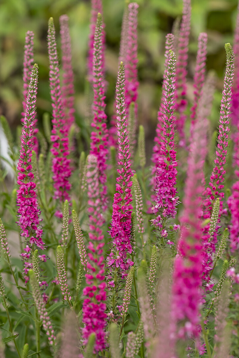 Veronika raudonais žiedais
