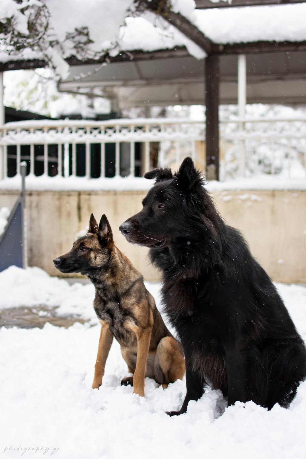 Two dogs sitting: one black long-haired, one smaller fawn short-haired.