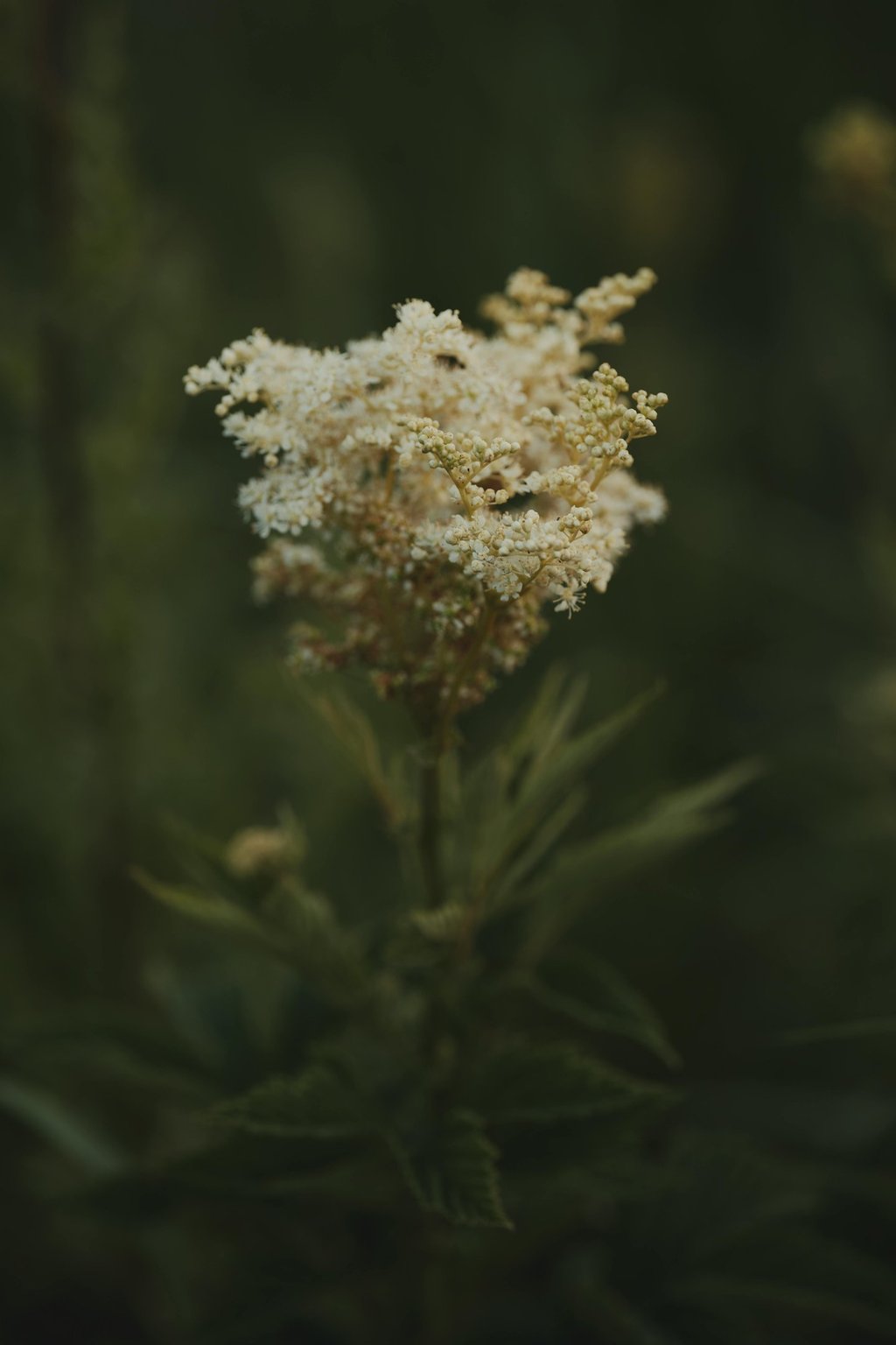 flowering meadowsweet