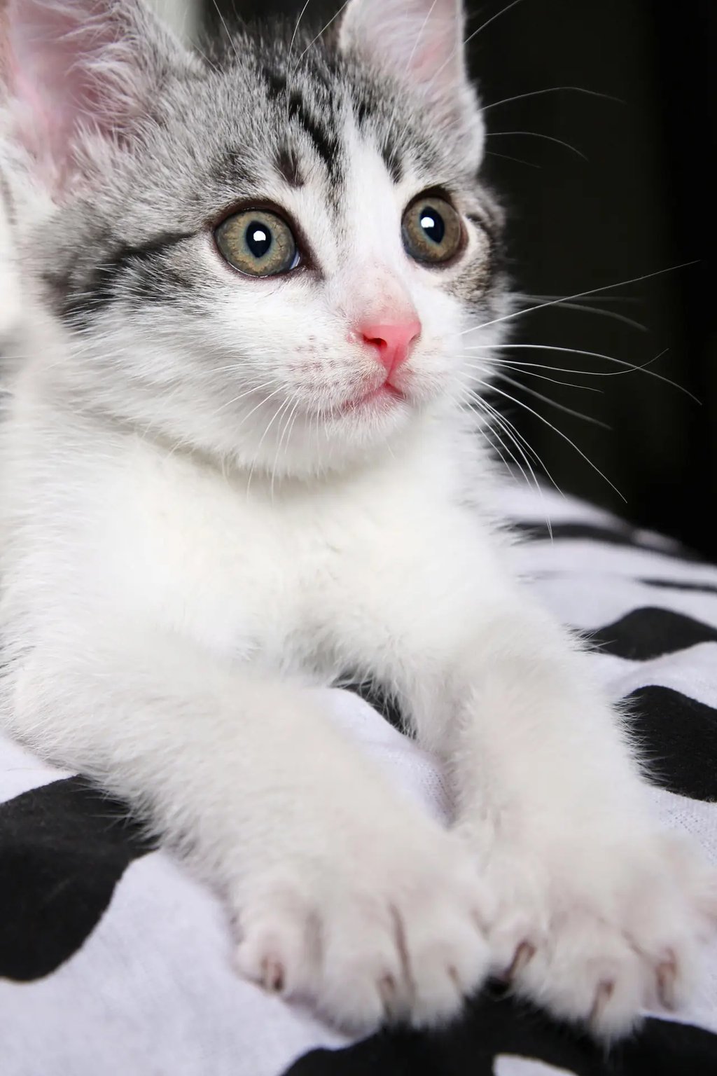 chaton mignon et en bonne santé  d'un client dans le Val-de-Marne 94