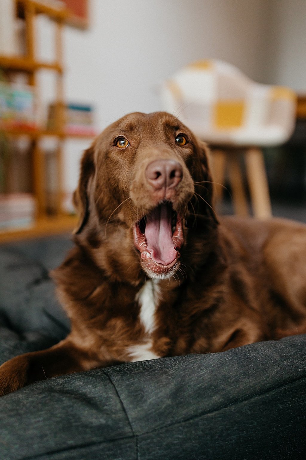 Misha, de hond en mascotte van Lili schrijft