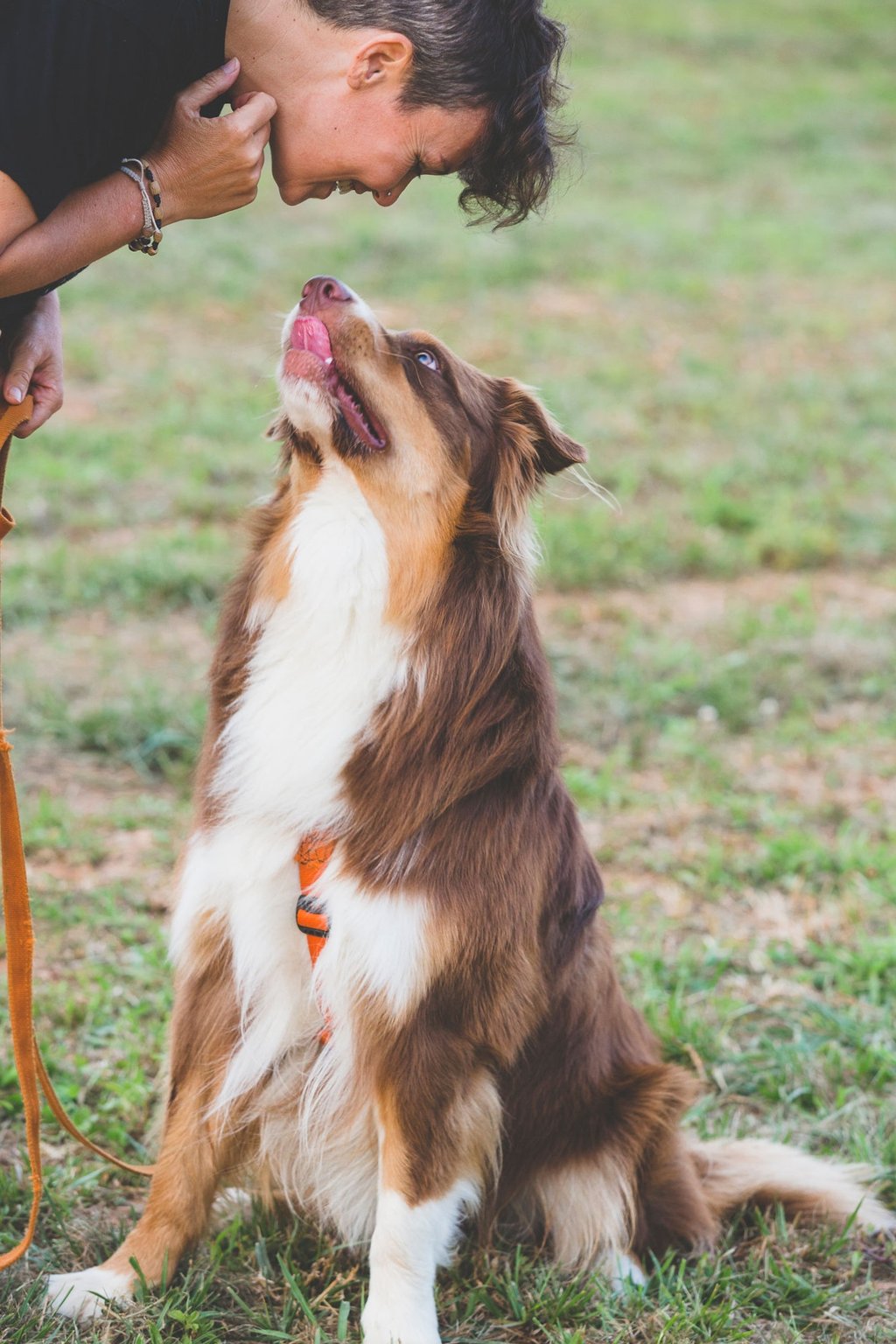 eleducane_rapporto_cane_brescia
