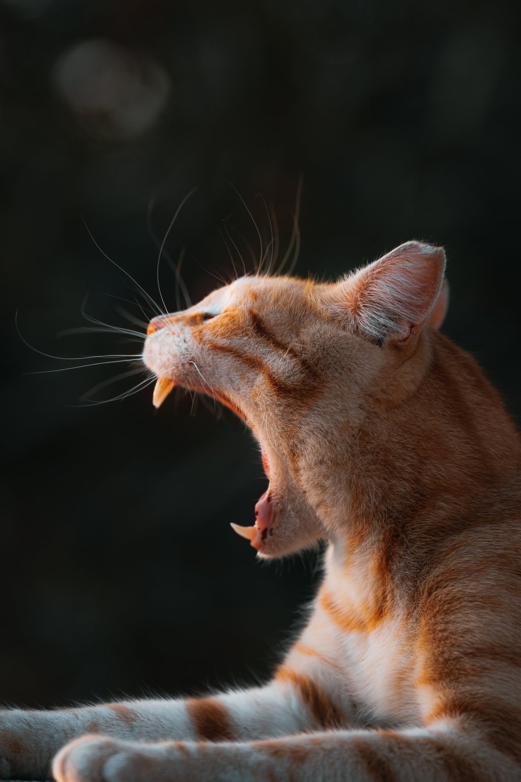 a cat yawning its mouth open