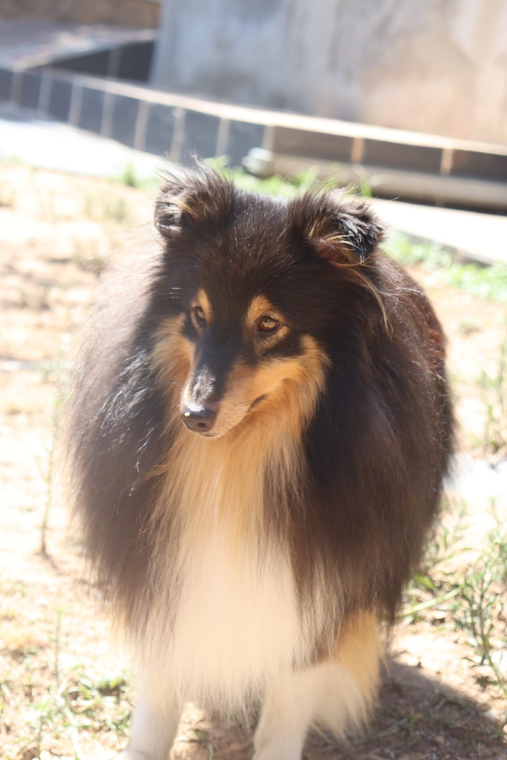 Pastor de las islas de shetland, Maravryan shelties, Shelties de Maravryan, Shetland sheepdog