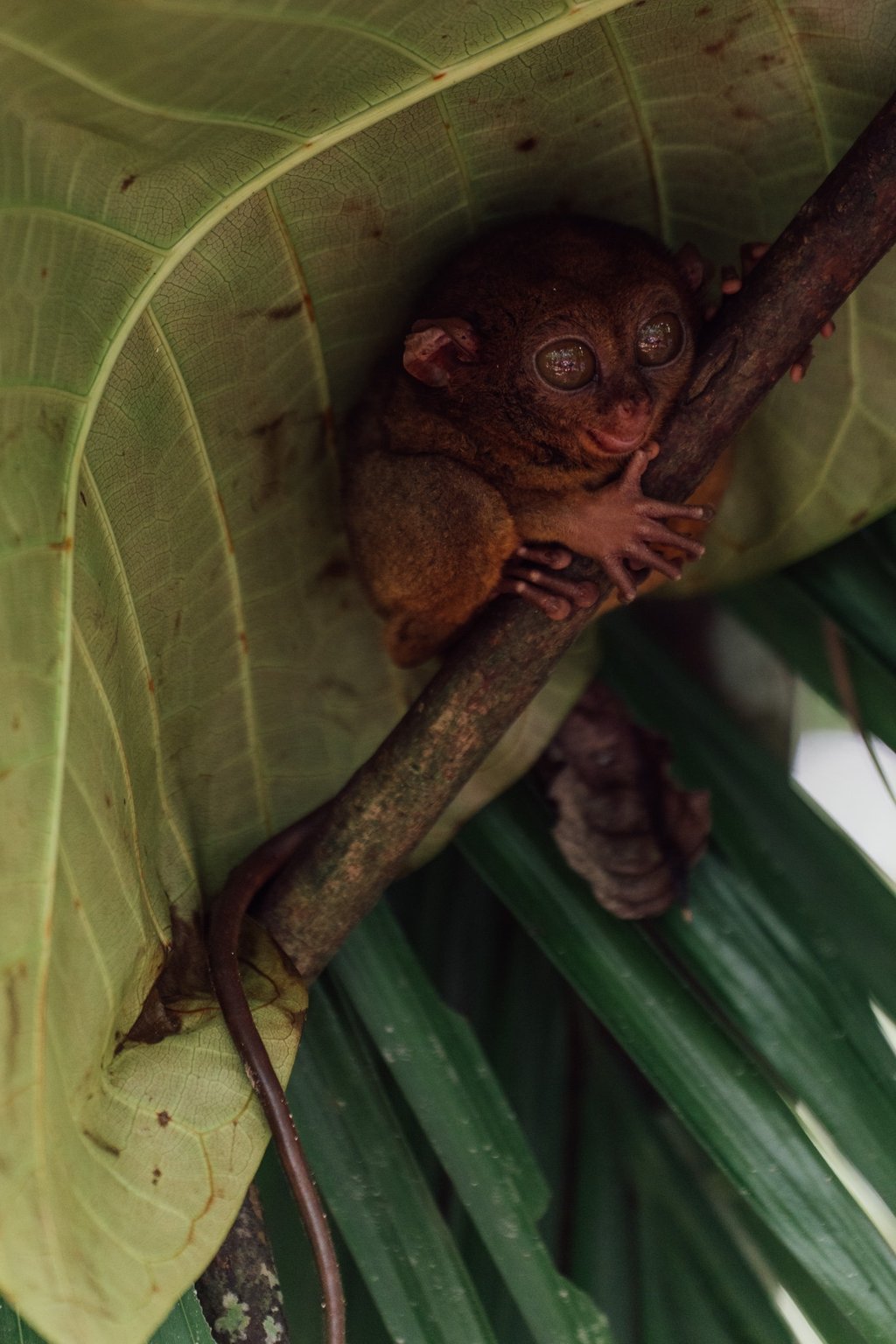 a small animal sitting on a leafy tree branch