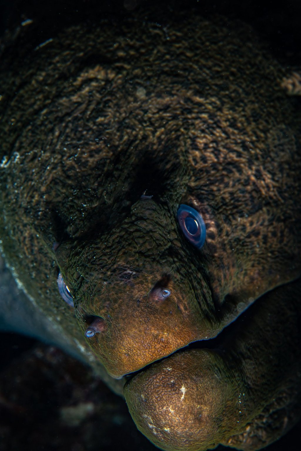 Murène - El Qseir - EGYPTE