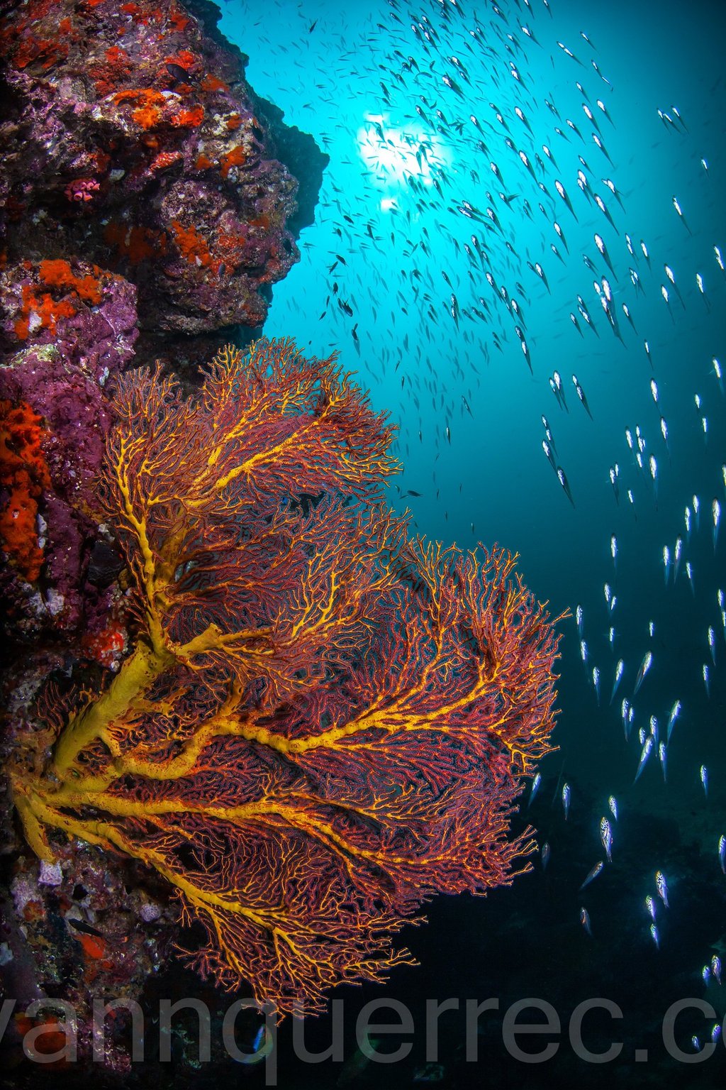 Hin daeng - THAILANDE