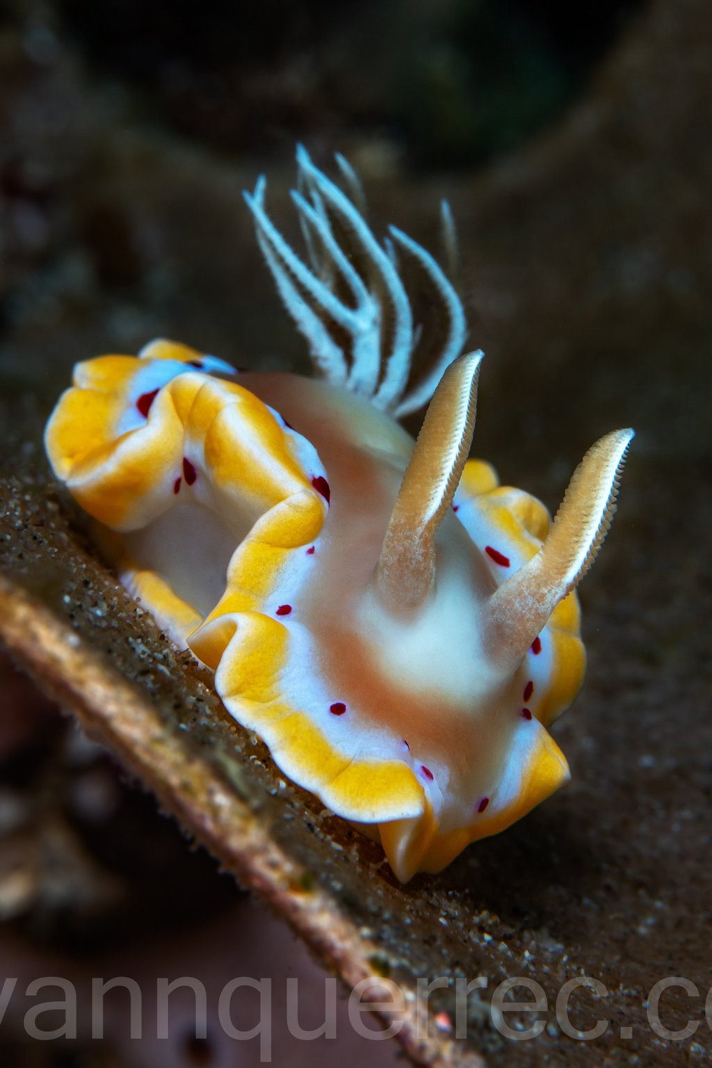 Doris ensanglantée - Ardeadoris cruenta - Anilao - PHILIPPINES