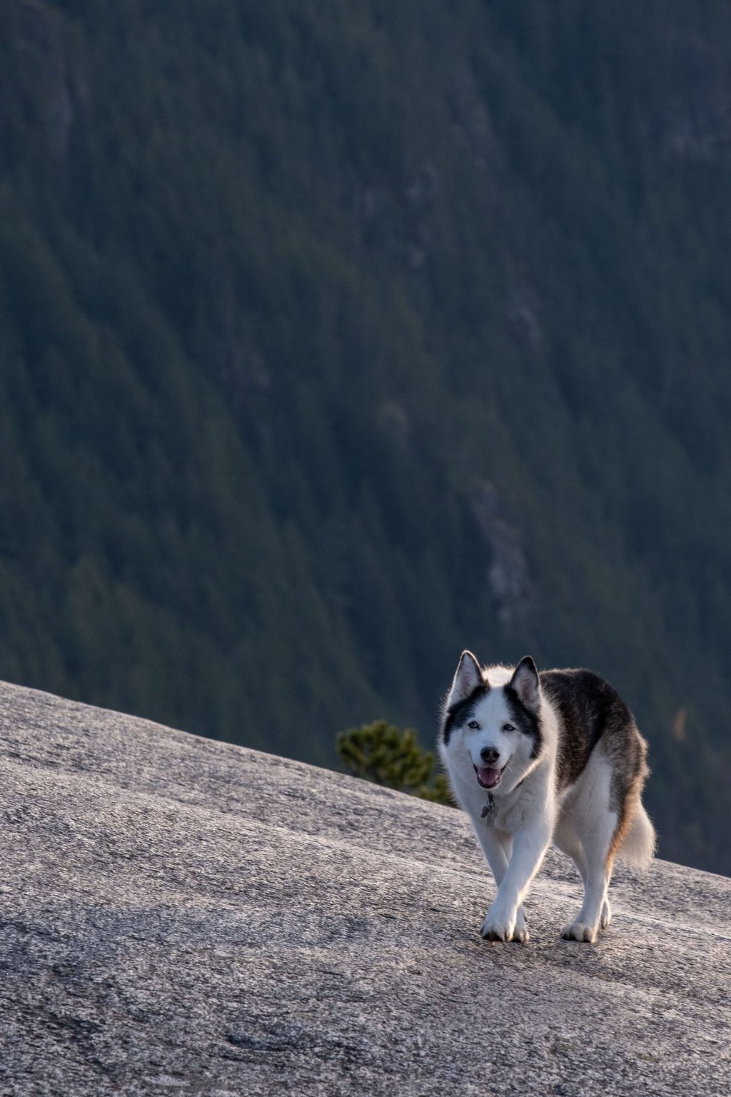 Chien sur montagne
