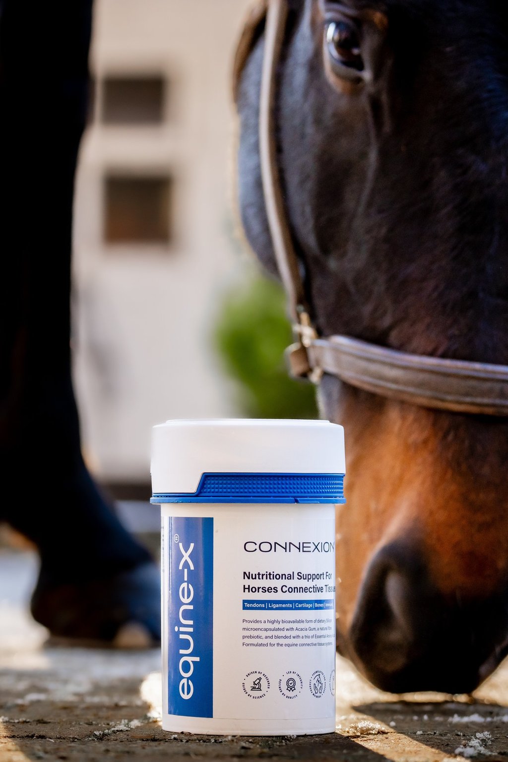 Equine tendon supplement for horses