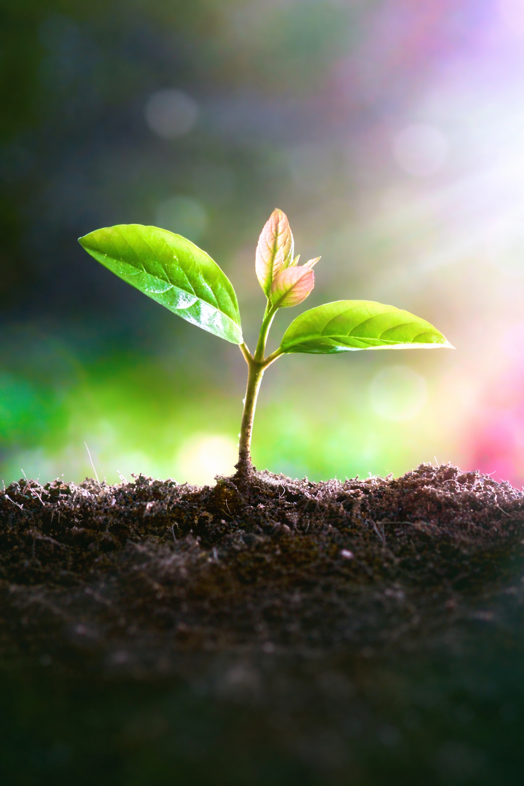A small green plant seedling growing in dark soil with bright sunlight flare.