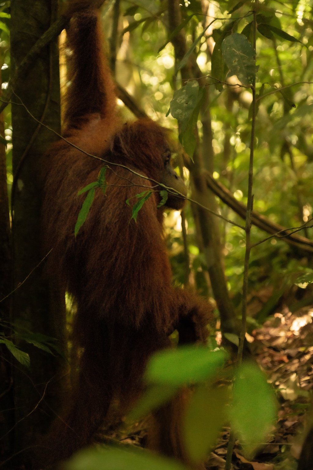 Bukit lawang trekking prices and durations