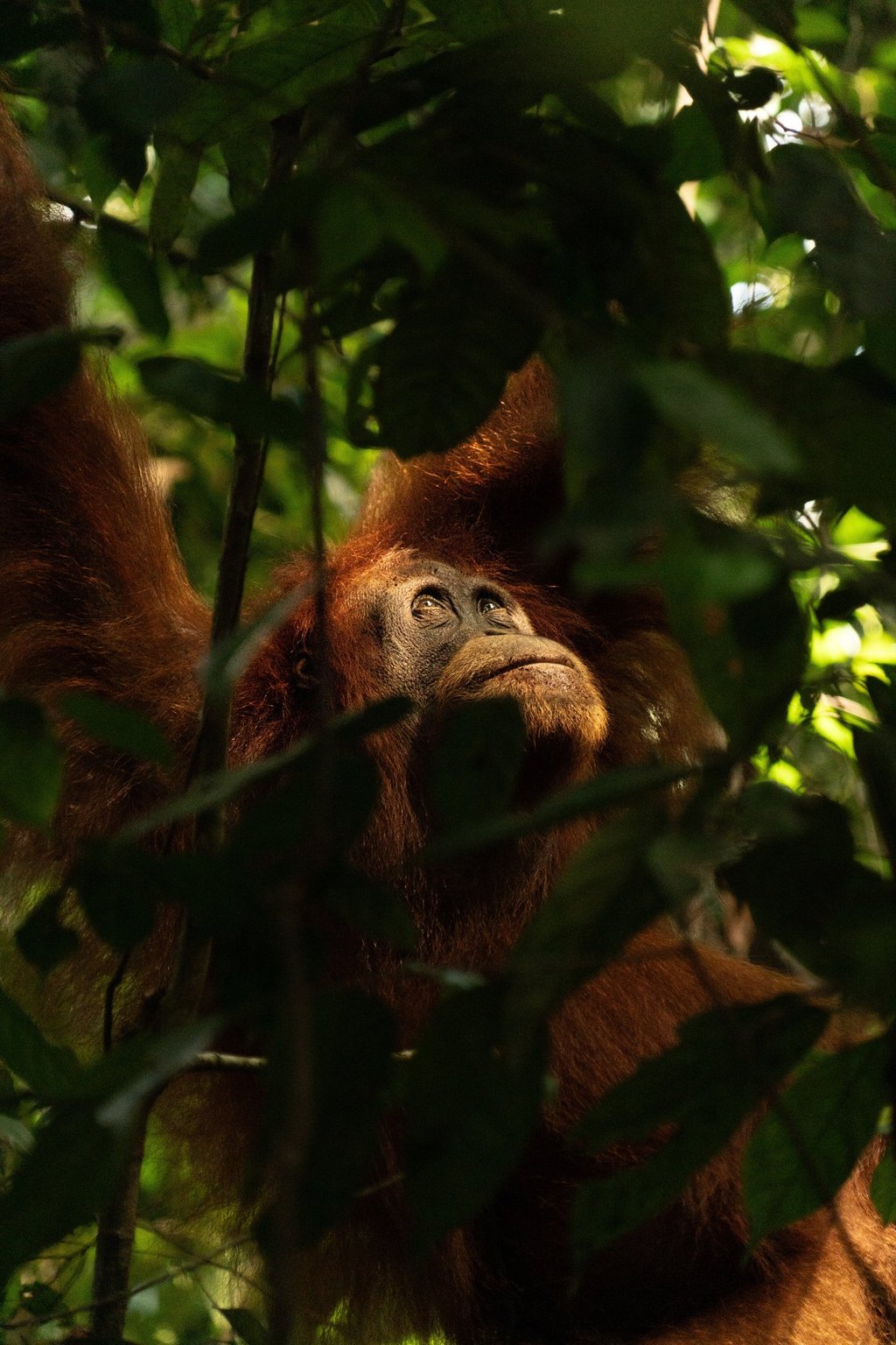 Bukit Lawang Trekking