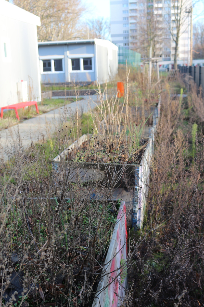 Foto der leeren Schulcontainer mit Wildpflanzen davor.