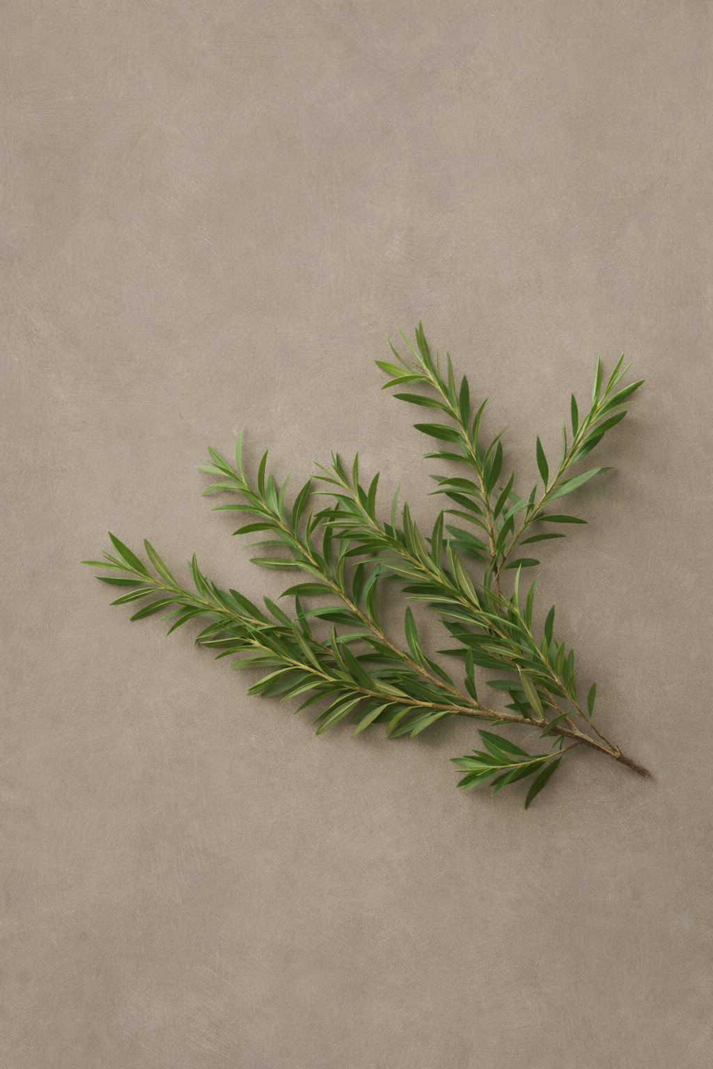 Fresh green tea tree branches with narrow leaves on a neutral beige textured background.