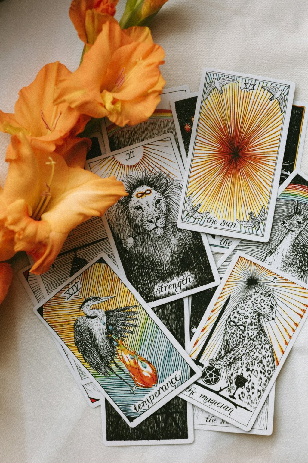 Animal Tarot. Photo by Zena Rice-Sarantis on Unsplash.
