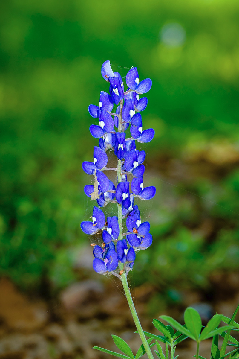 Close-up of a single Texas bluebonnet flower blooming in spring, symbol of Texas wildflowers
