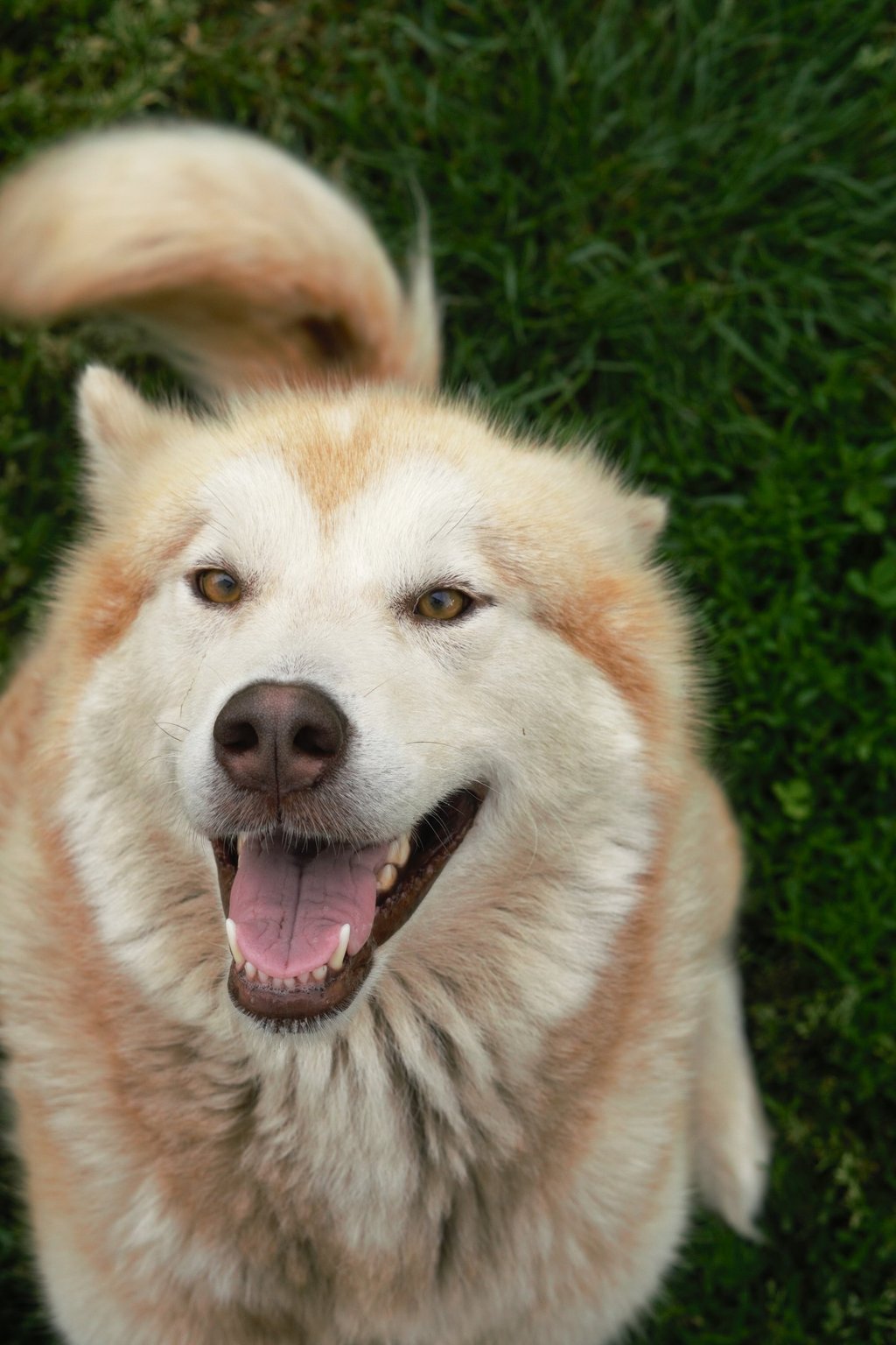 alaskan malamute rosso bianco, light red