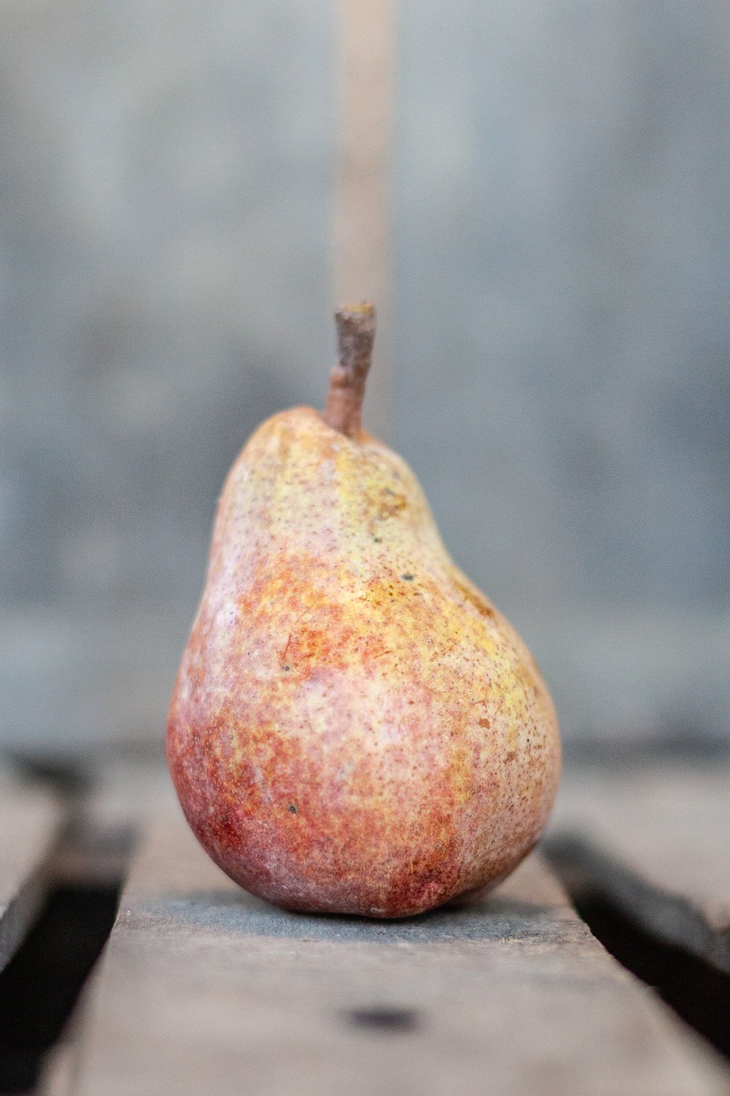 Poire William Rouge bio juteuse cultivée dans notre verger familial en Savoie – La Ferme du Coteau