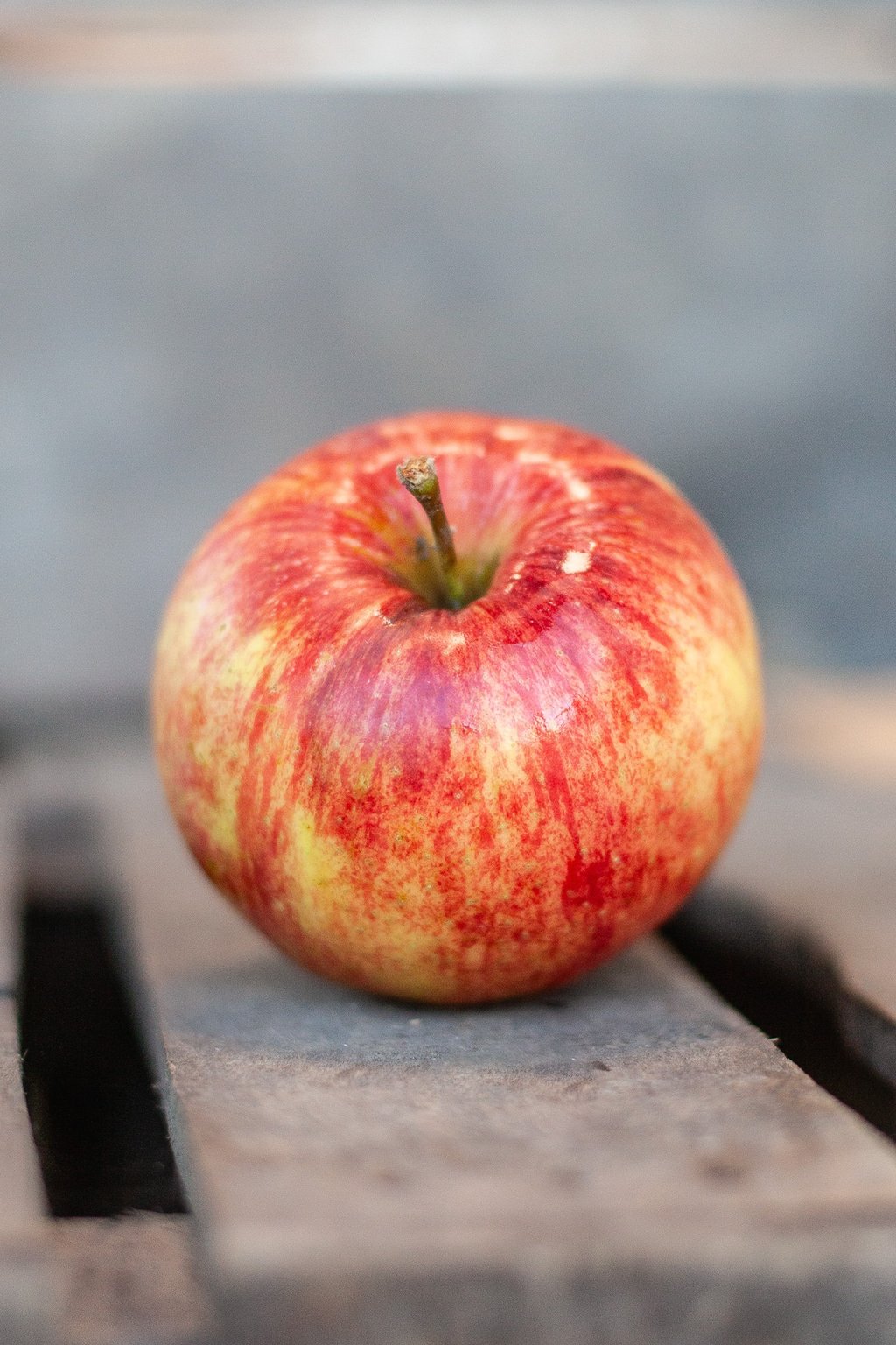 Pomme Jonagold bio rouge et juteuse du verger familial en Savoie