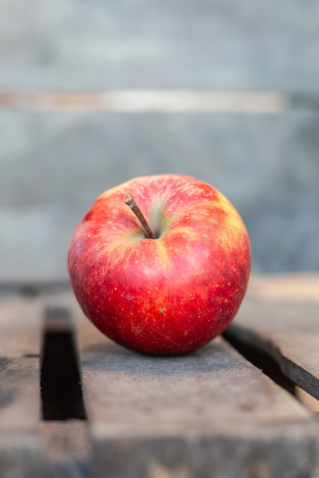 Pomme Elstar bio juteuse et parfumée cultivée en Savoie