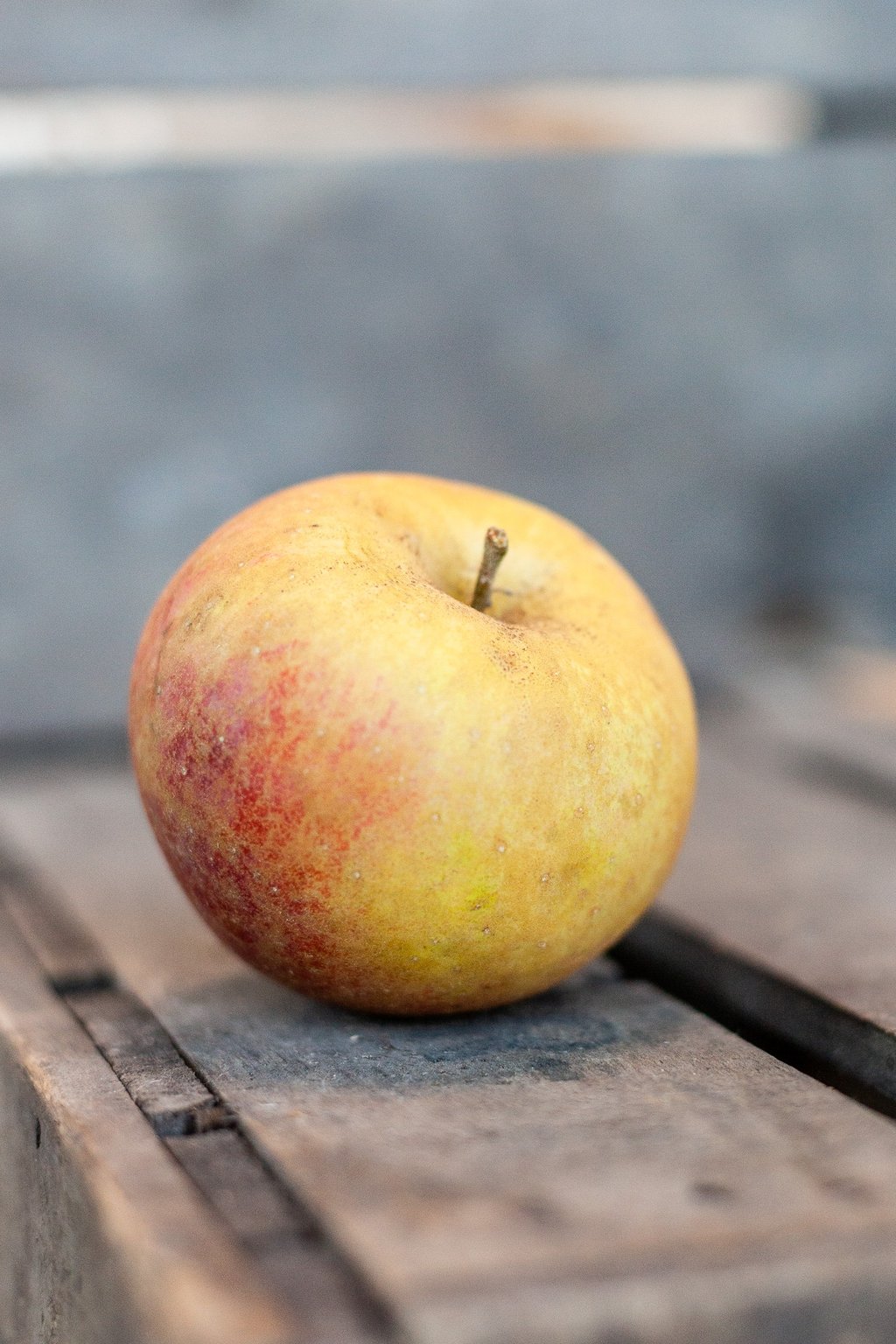 Pomme Belle de Boskoop bio cultivée en agriculture biologique en Savoie