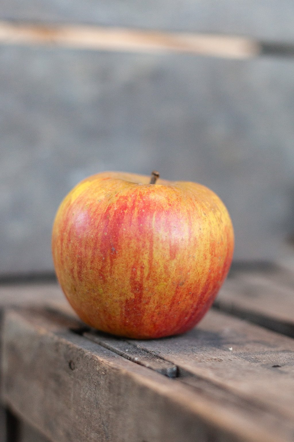 Pomme Reine des Reinettes bio du verger familial en Savoie - La Ferme du Coteau