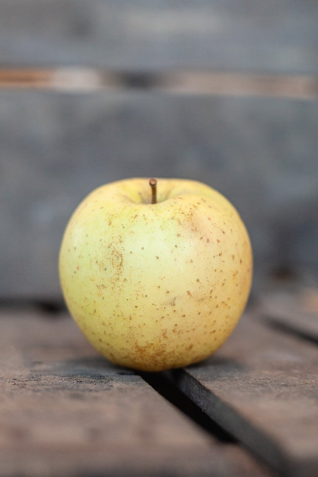 Pomme Golden bio cultivée dans le verger familial en Savoie - La Ferme du Coteau