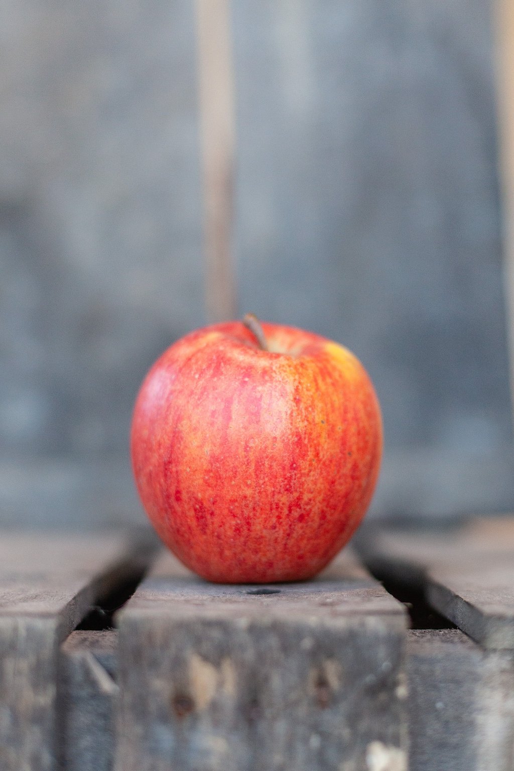Pomme Pinova bio mûre du verger familial en Savoie