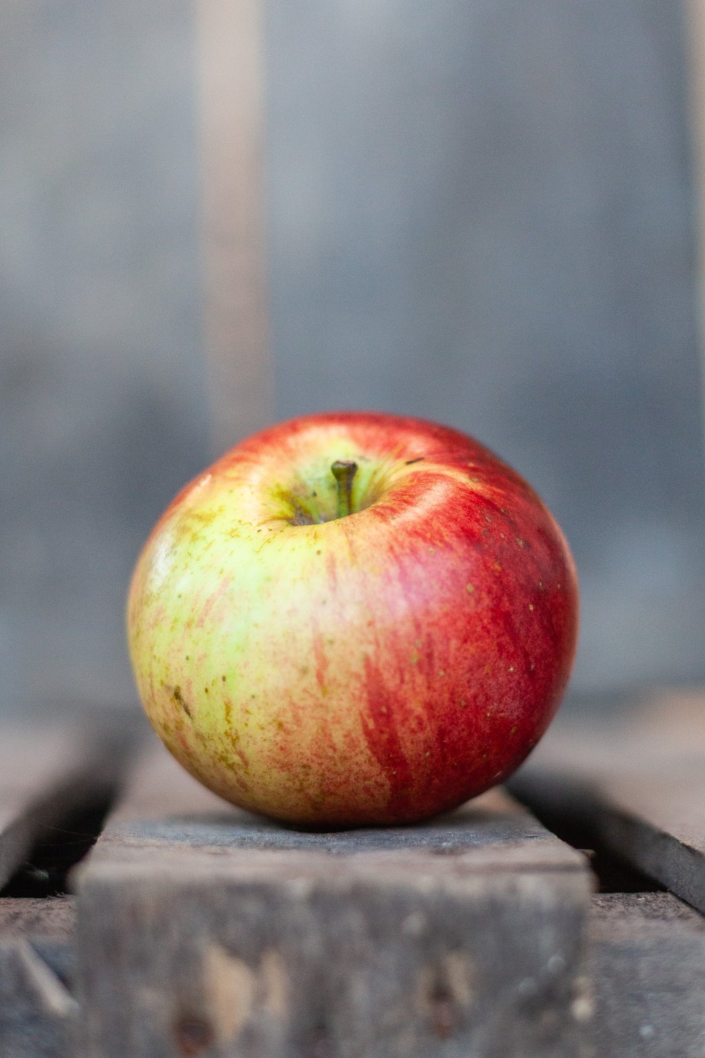Pomme Melrose bio fraîchement récoltée dans le verger familial en Savoie