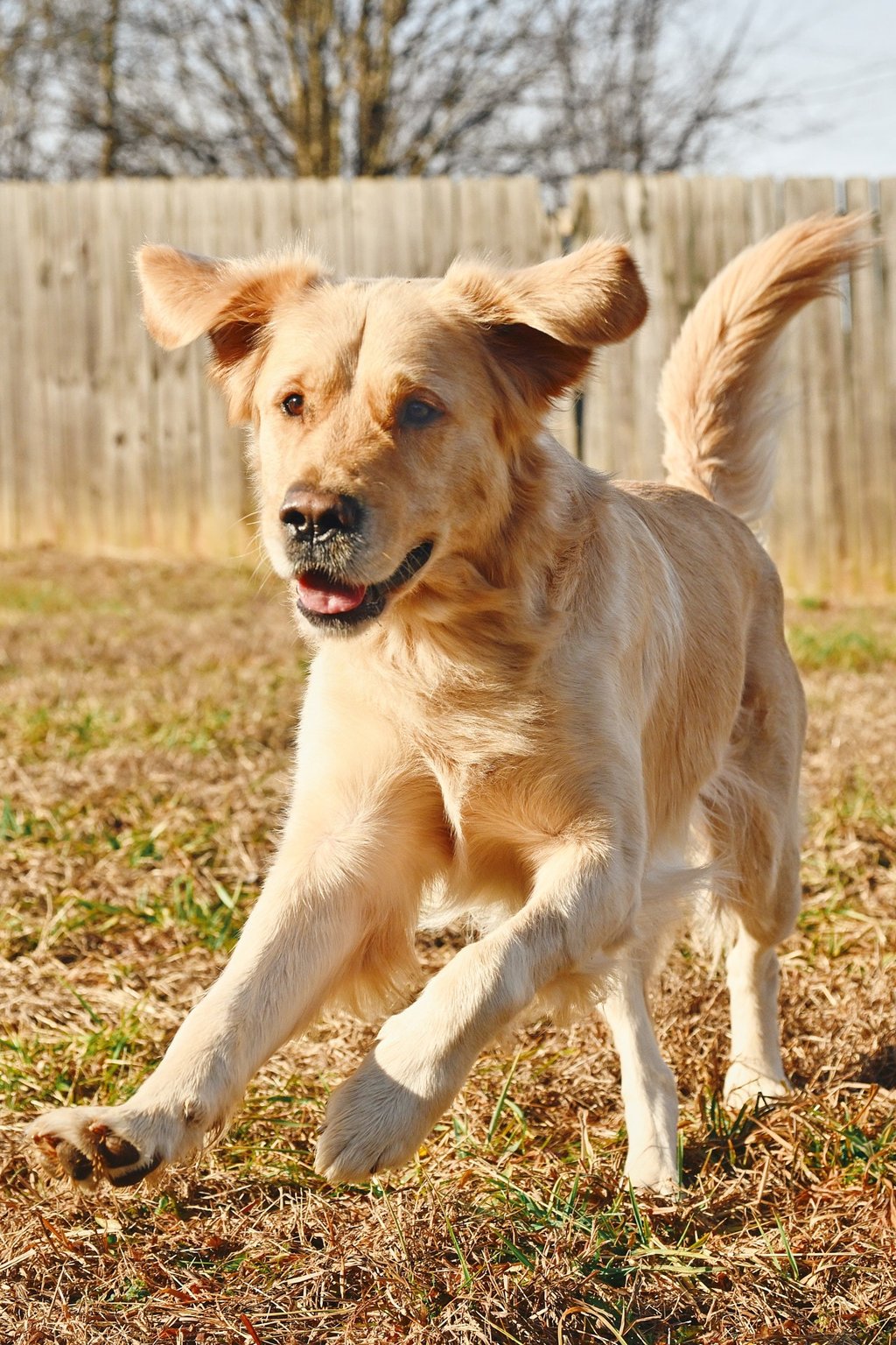a happy golden retriever running through the grass in a fenced backyard