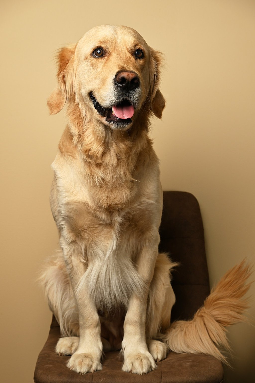 a golden retriever sitting on a chair with the tongue out