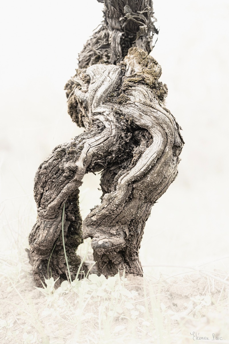 Cep sculptural enraciné sur ses deux jambes, photo d'art