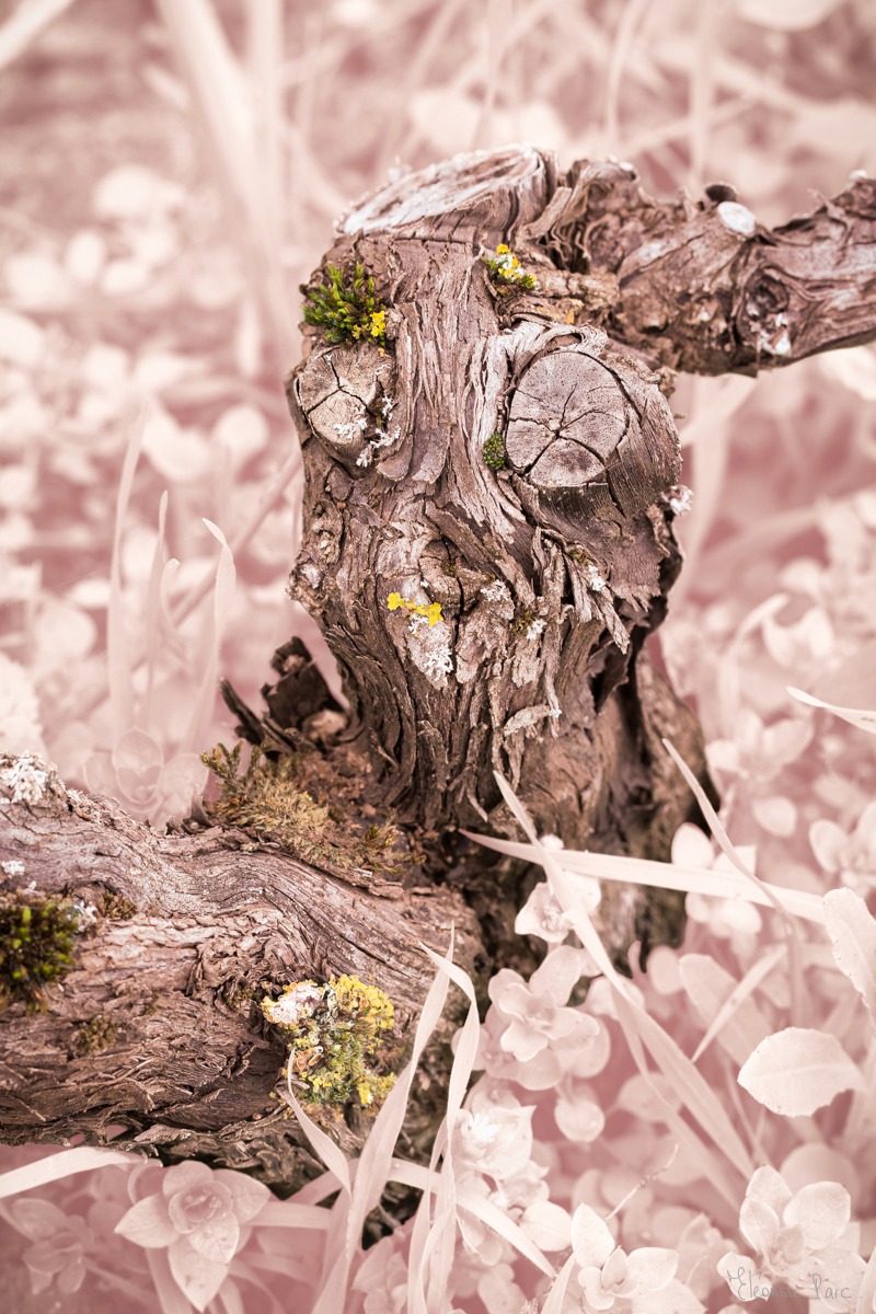 Cep de vigne sculptural évoquant une tête animale, photographie d’art en Bourgogne.