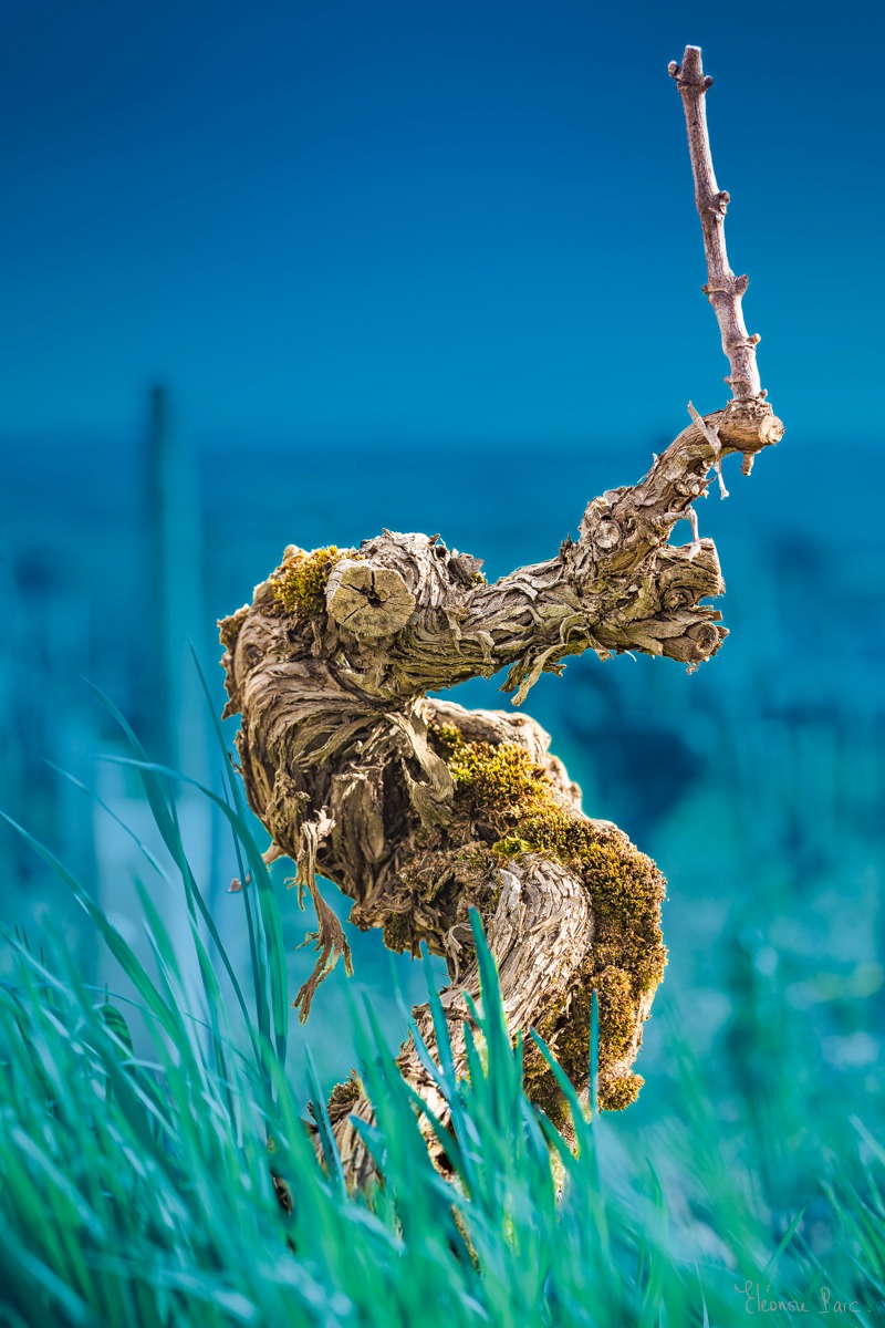 Vigne ancienne dressée comme une créature fantastique, silhouette sur fond bleu intense.