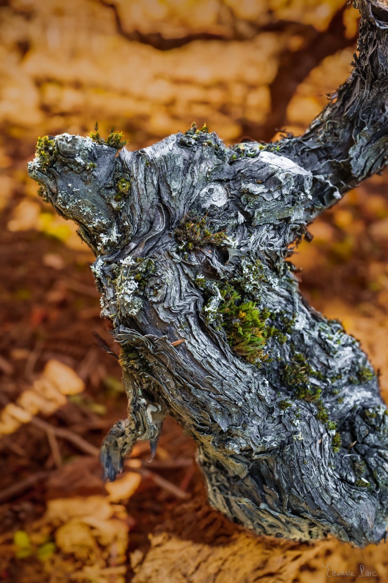 Vieille vigne aux formes tortueuses, photographie d’art expressive.