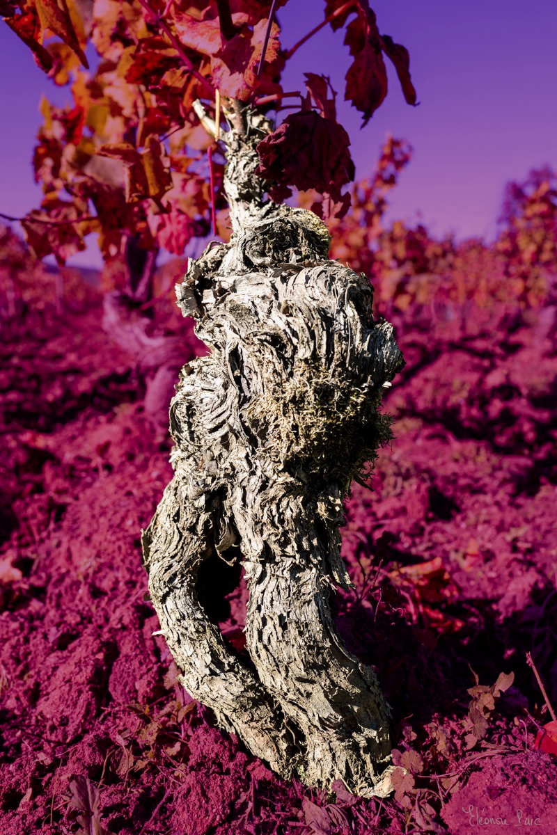Vieille vigne sculptée, couleurs intenses, photographie artistique de vigne.