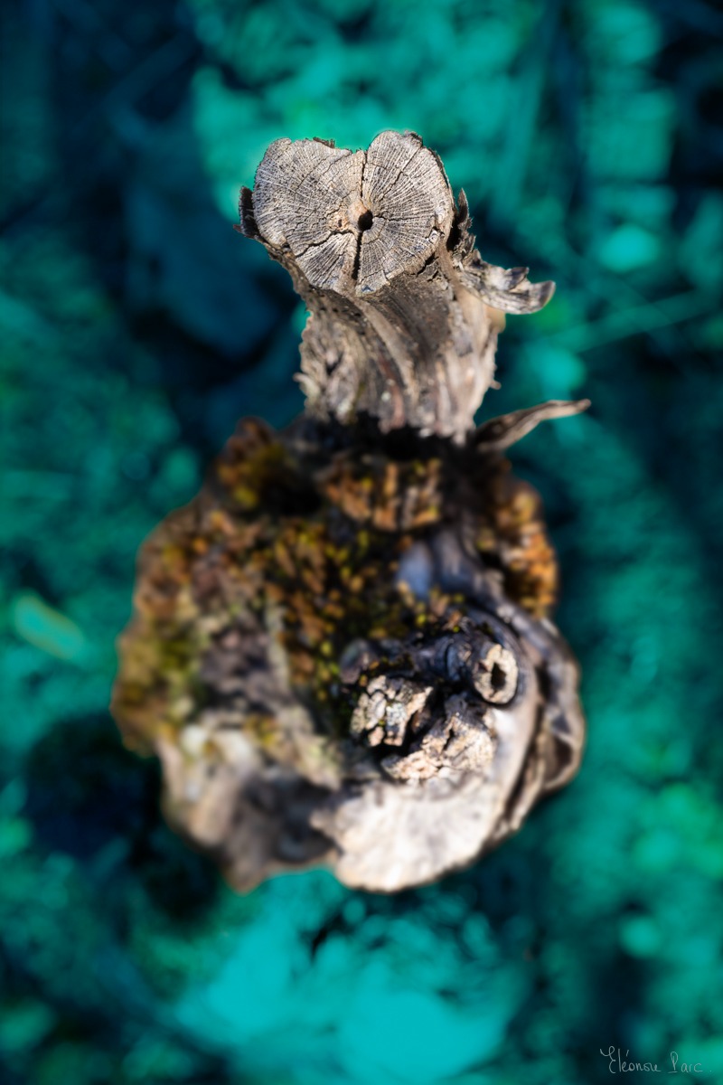 Cep ancien vu du dessus, sculpture naturelle de vigne.