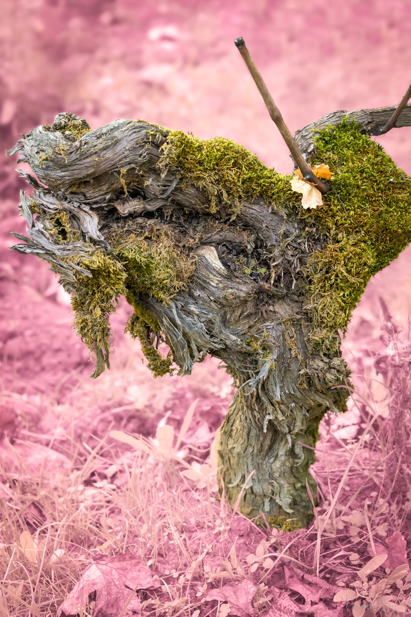 Photographe d’art – vigne ancienne avec mousse verte, univers clownesque.