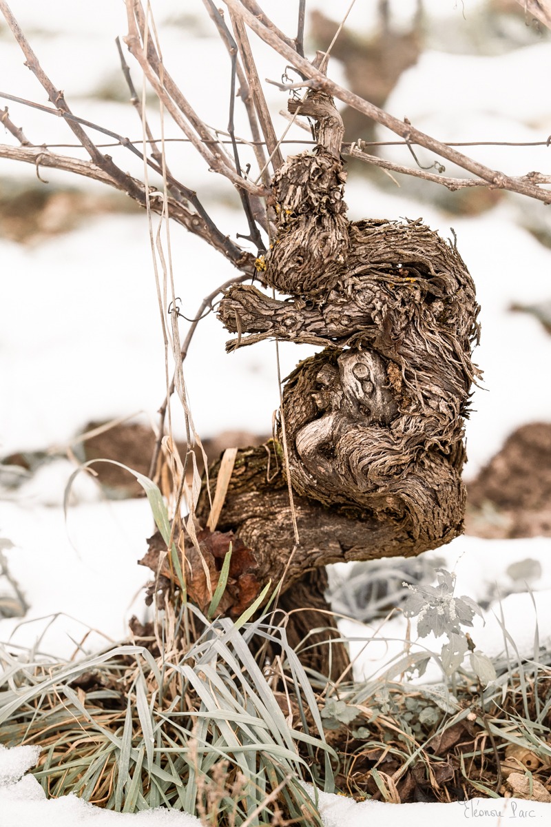 Cep maternel portant une forme d’enfant, symbole fragile, photographie d'art