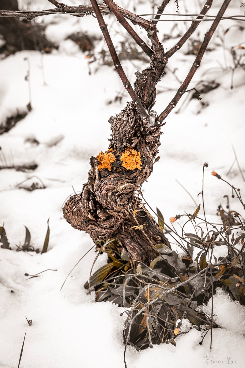 Cep aux grands yeux tapissé de neige, créature fragile, photographie d'art