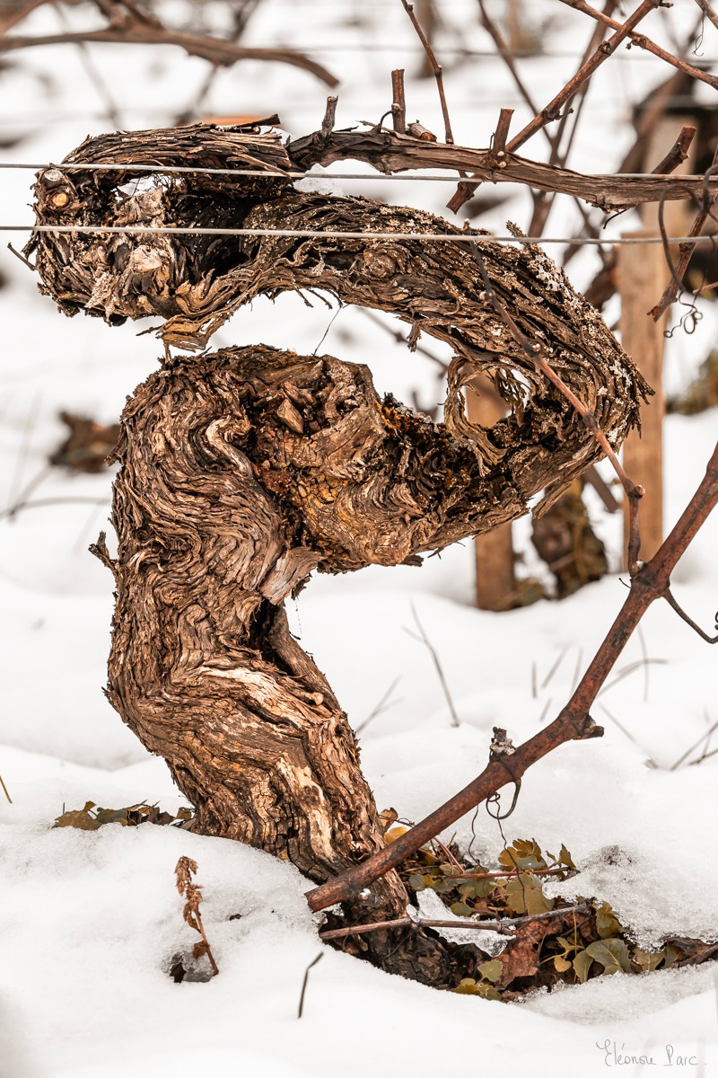 Cep de vigne graphique, force brute comme un biceps, photo d'art