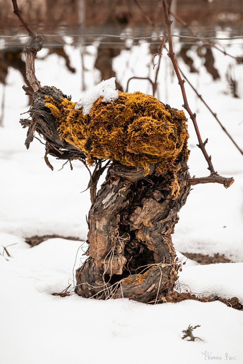 Cep de vigne massif enraciné dans la neige, puissance tranquille, photo d'art