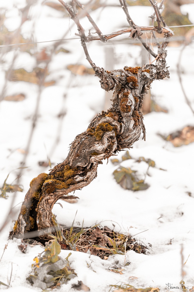 Cep élancé en courbe poétique, silhouette délicate, photo d'art