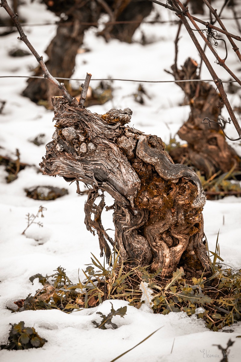 Cep dense aux multiples figures, riche paréidolie, photo d'art
